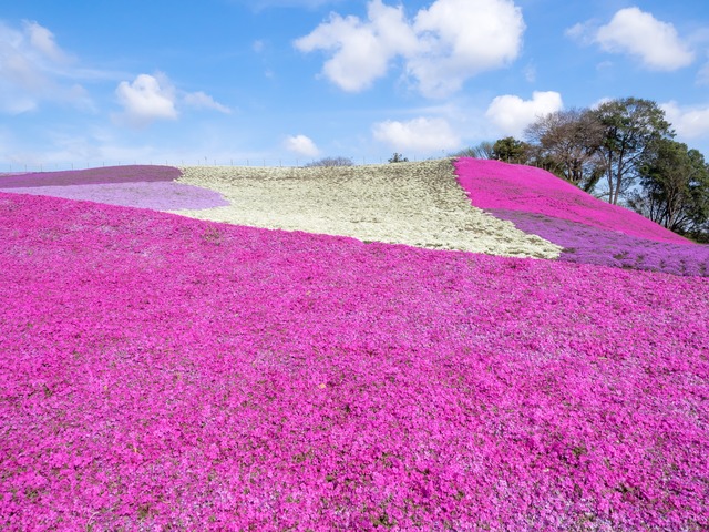 東京ドイツ村|芝桜20150412-4