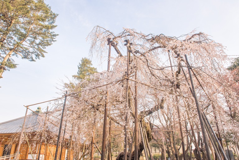 市川真間・弘法寺のしだれ桜‐1