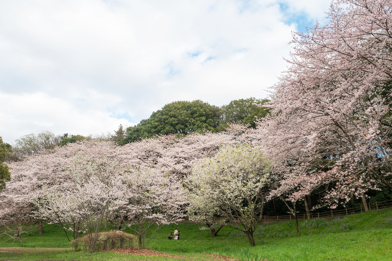 長津川親水公園の桜（ブログ用）