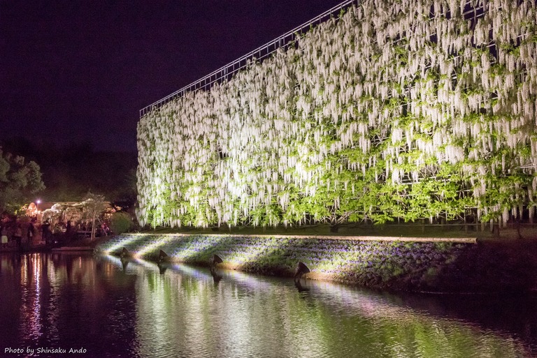 あしかがフラワーパーク2016年5月3日-15(白藤の滝)