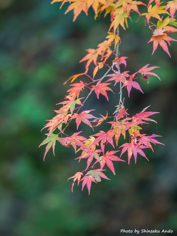 奥多摩の紅葉2015|白丸遊歩道(name)