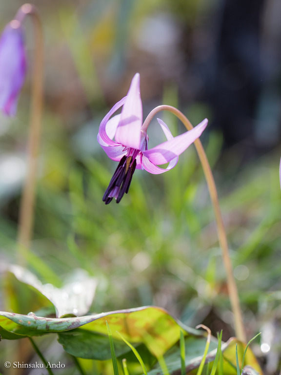 柏・逆井のカタクリの花20180324_25_7