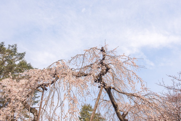 市川真間・弘法寺のしだれ桜‐4