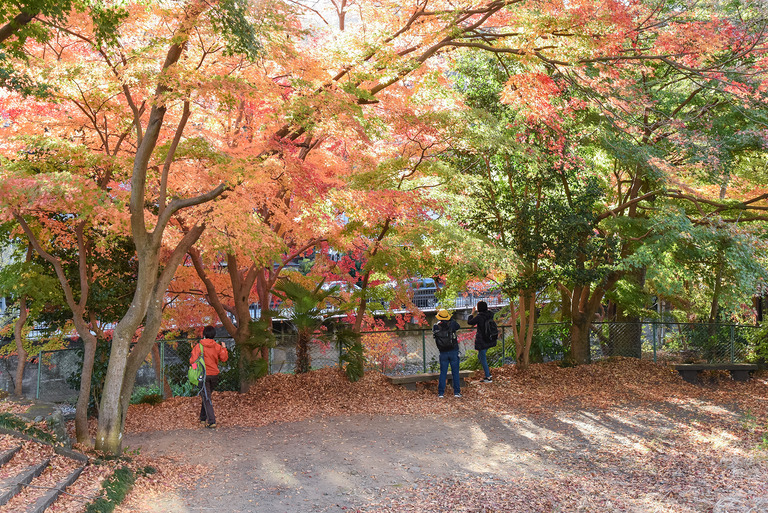 高尾山紅葉ハイキング2020_1