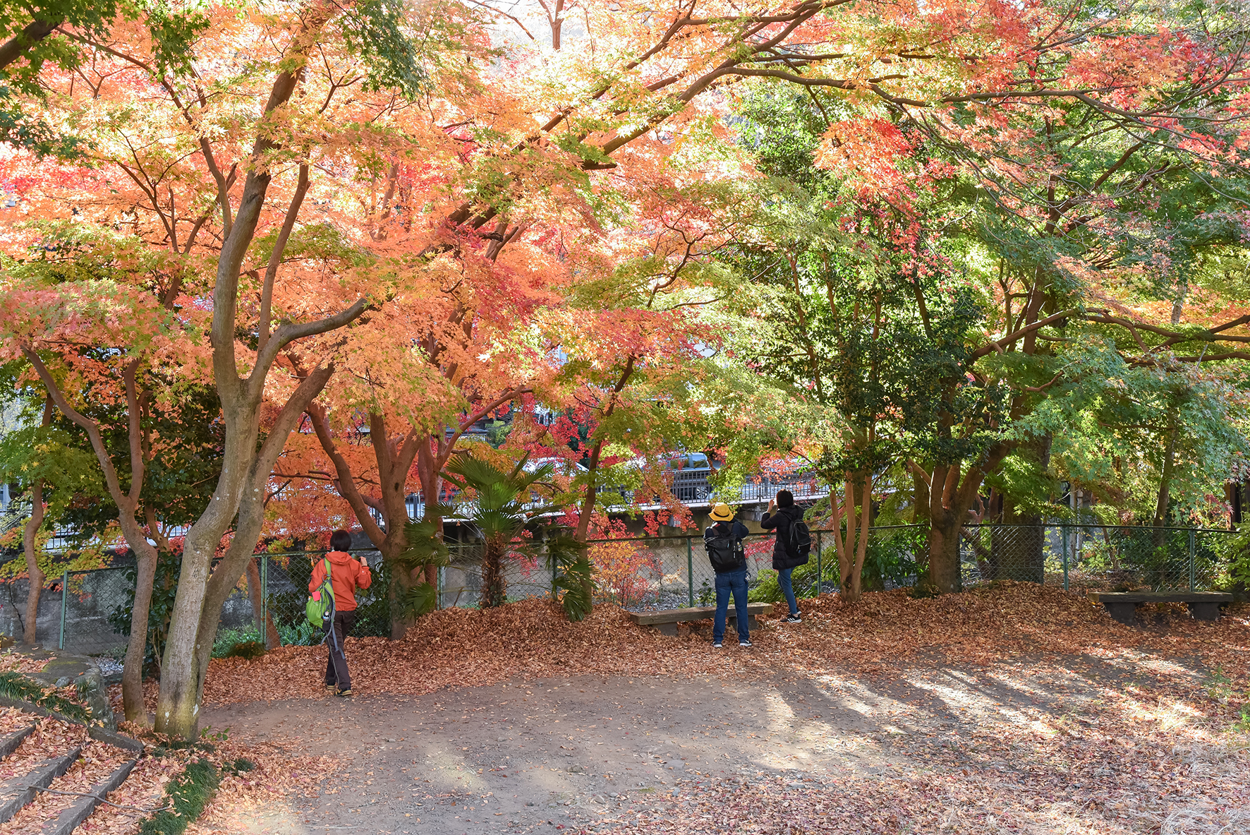 高尾山紅葉ハイキング 安藤信作の 船橋から 小さいけれどいいものを 高尾山紅葉ハイキング 安藤信作の 船橋から 小さいけれどいいものを