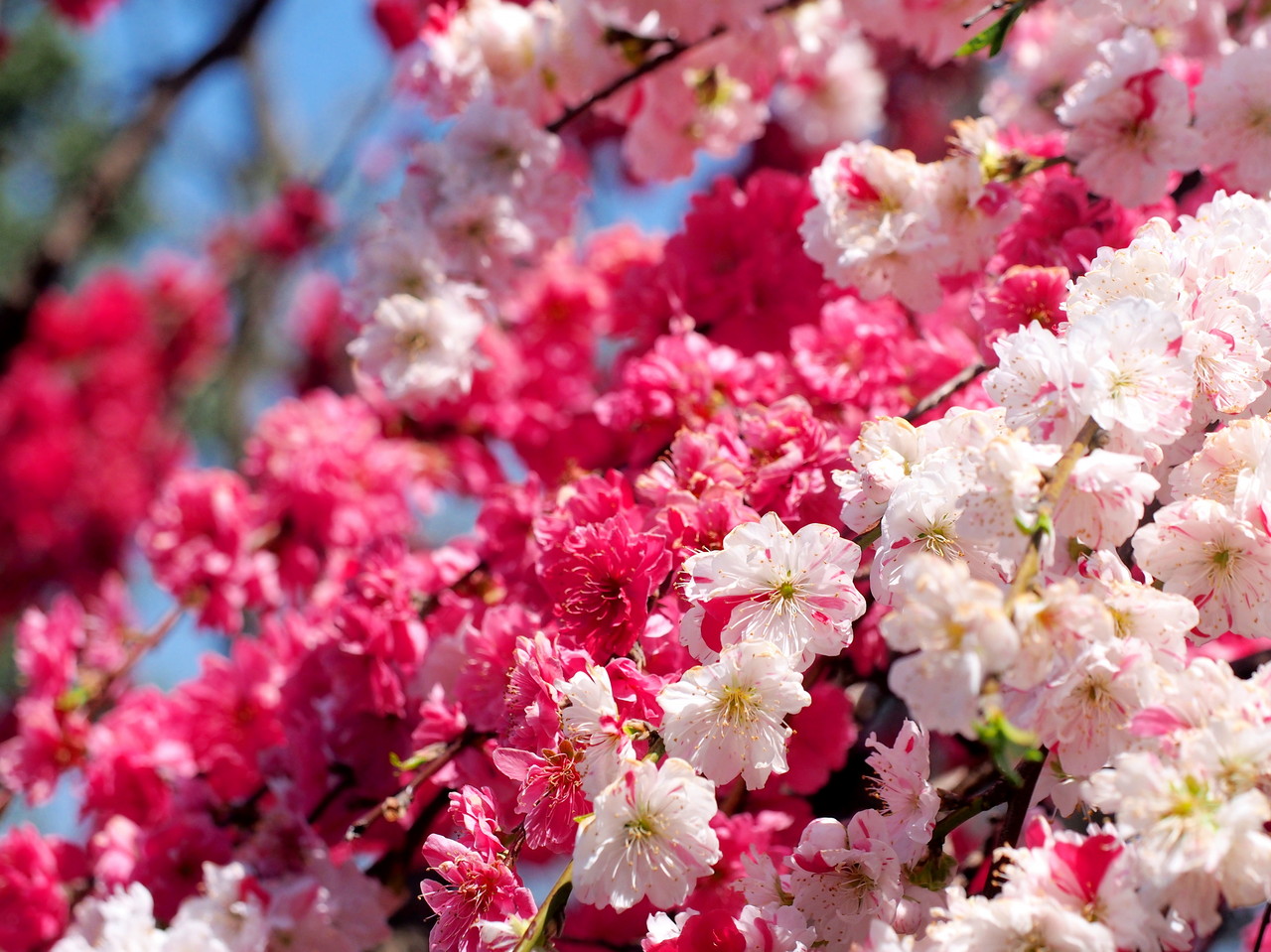 三咲 一本の木に三色の花が咲く不思議な桜 安藤信作の 船橋から 小さいけれどいいものを