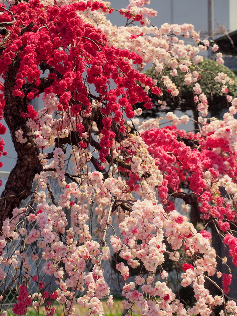 三咲の三色しだれ桜①