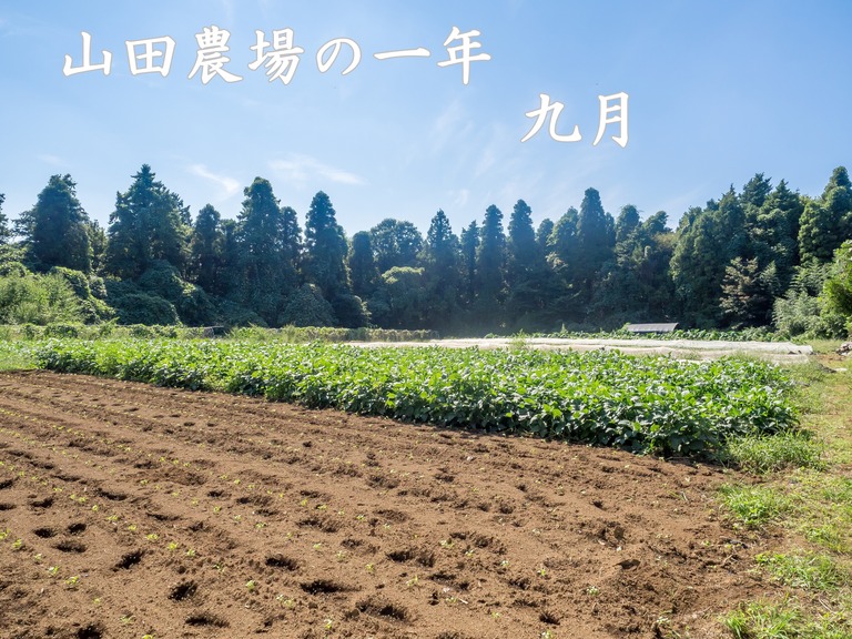 山田農場の一年:9月|稲刈り‐1(タイトル)