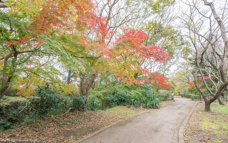 佐倉市城下町あるき-6(佐倉城址公園の紅葉)