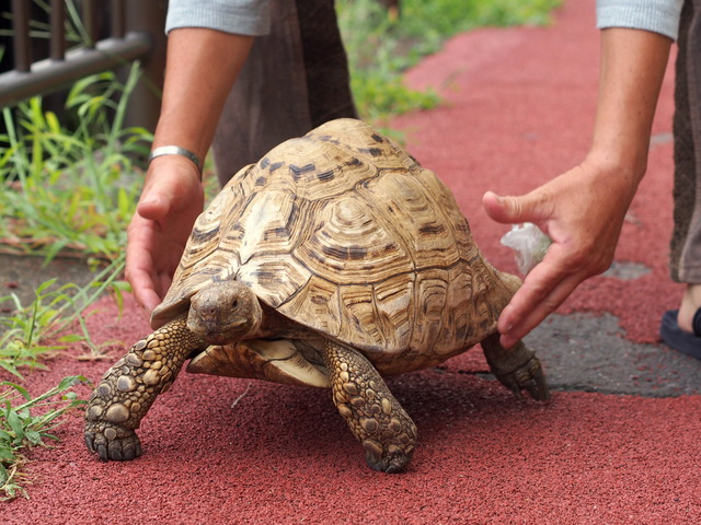 ヒョウモンリクガメ1