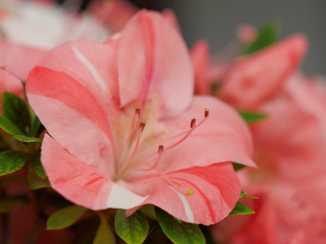 七色のサツキの花①