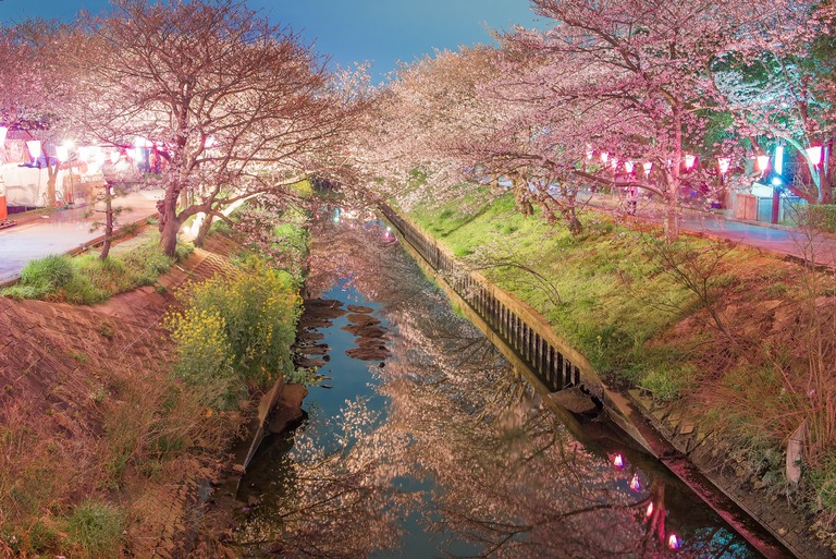 海老川の夜桜20160402‐9