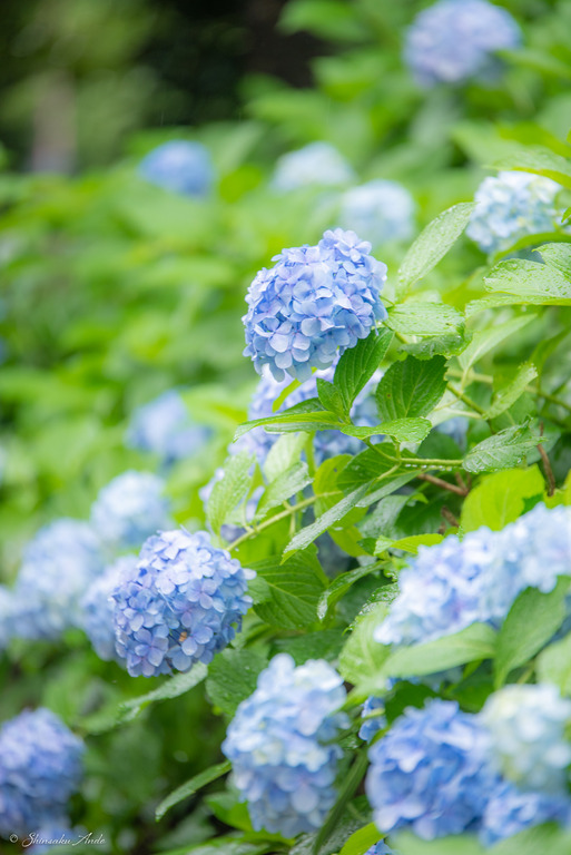 習志野市_香澄公園の紫陽花_1