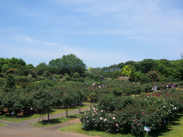京成バラ園20140511⑫