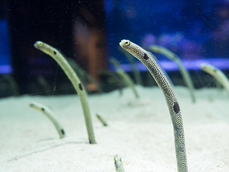 すみだ水族館｜チンアナゴ