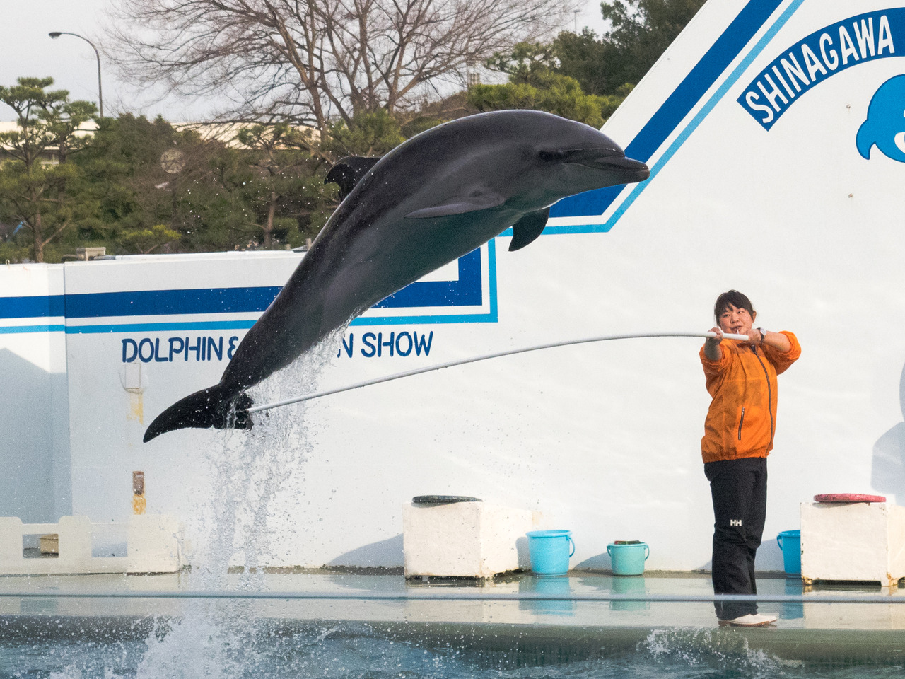 しながわ水族館|いるかショー