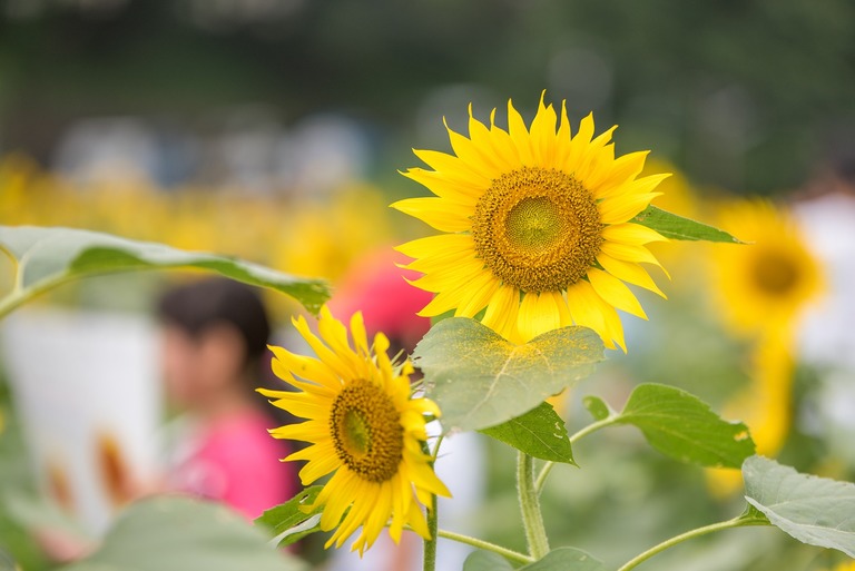 金杉小学校のひまわり畑2016-17