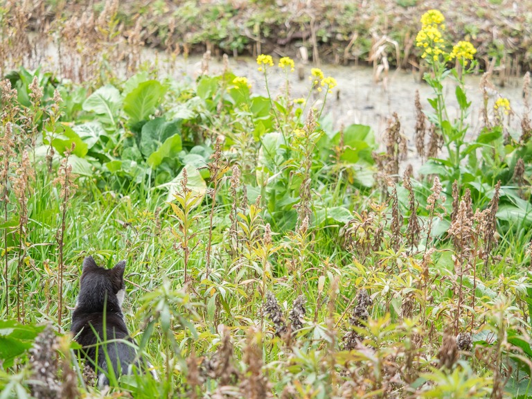 猫と菜の花