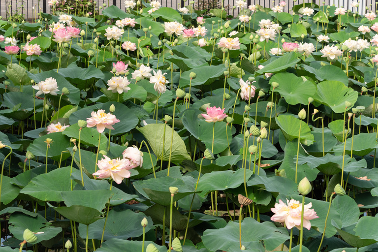 中山法華経寺_龍王池の蓮の花_1