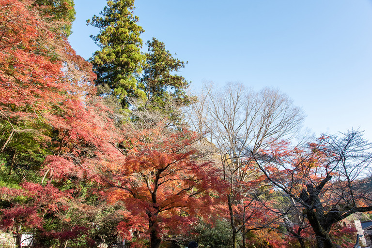 高尾山紅葉ハイキング2020_3