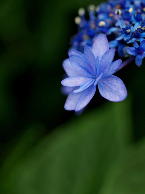 近所の紫陽花⑦