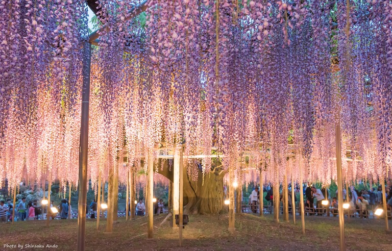 あしかがフラワーパーク2016年5月3日-9(大藤)