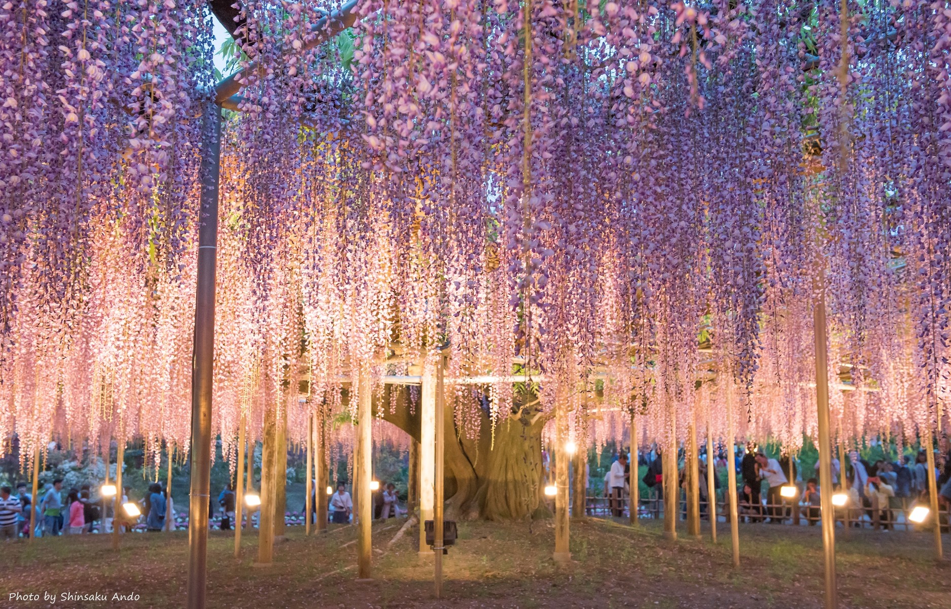 世界一の藤の美しさに酔いしれる あしかがフラワーパーク 16年5月3日 安藤信作の 船橋から 小さいけれどいいものを 世界一の藤の美しさに酔いしれる あしかがフラワーパーク 16年5月3日 安藤信作の 船橋から 小さいけれどいいものを