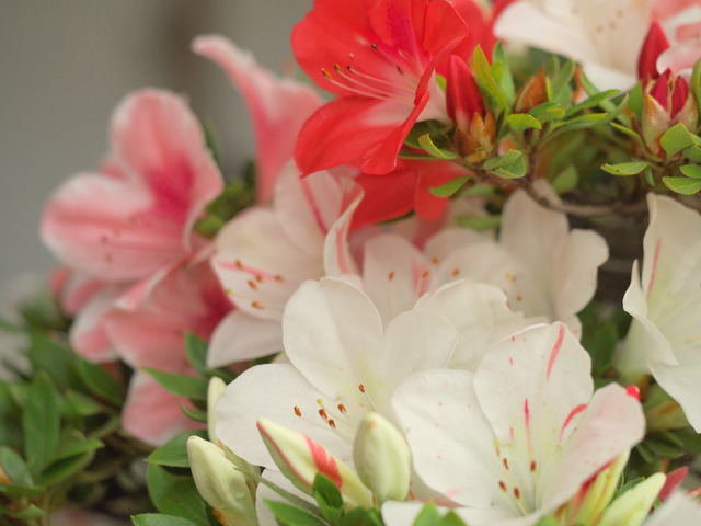 七色のサツキの花②