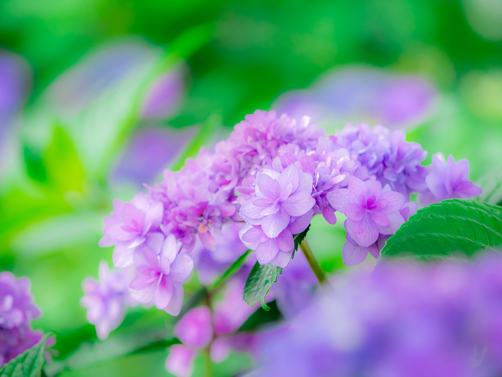 安藤信作の「船橋から、小さいけれどいいものを。」      八重の紫陽花（紫）    コメントトラックバック