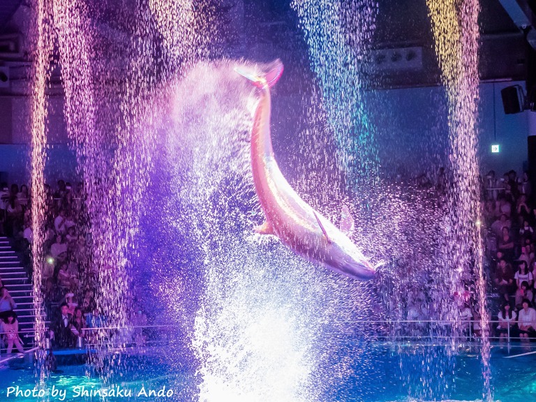 エプソンアクアパーク品川20150919‐5|夜のイルカショー
