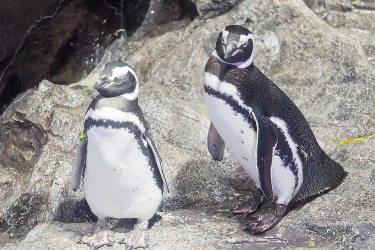 すみだ水族館｜ペンギン