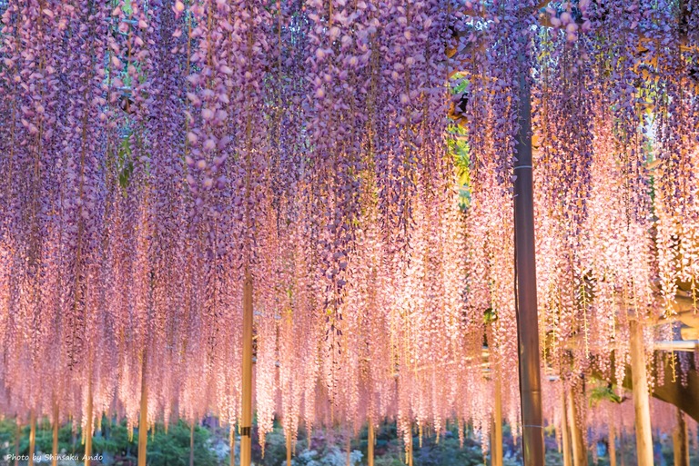 あしかがフラワーパーク2016年5月3日-7(大藤)