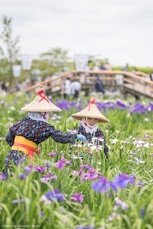 佐原水生植物園・あやめ祭り2016-7