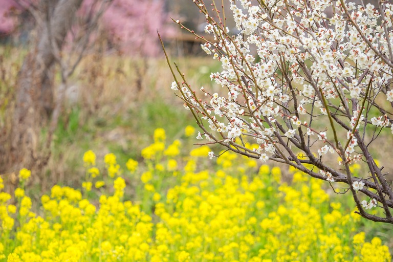梅と菜の花と桜