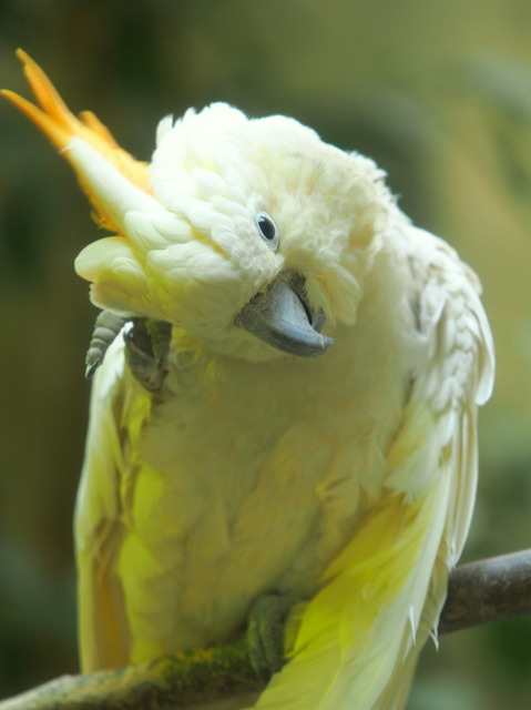 オウムの仲間