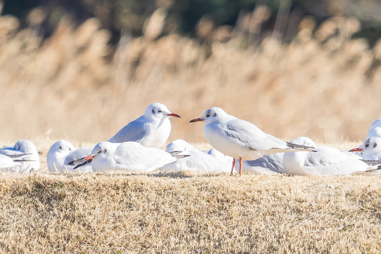 野鳥観察_市川市_野鳥の楽園_6