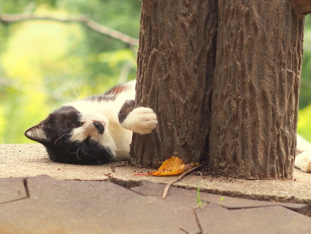ねこ20141004-4