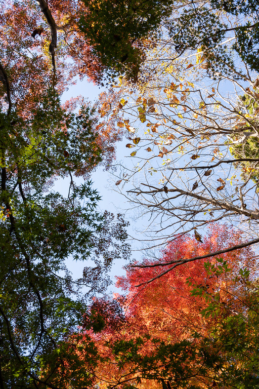 紅葉の高尾山2024年11月25日_11
