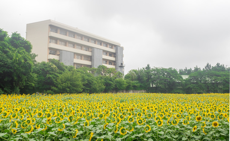 金杉小学校そばのひまわり畑20150704-2