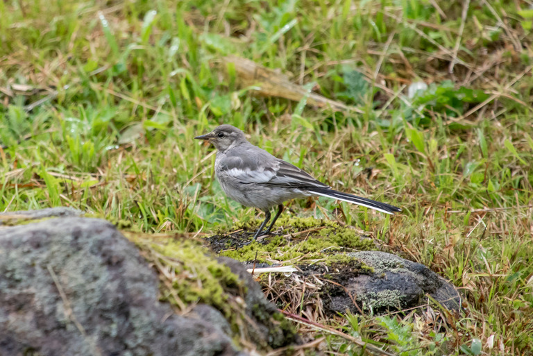 尾瀬_夏の野鳥