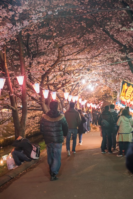 海老川の夜桜2010402‐7