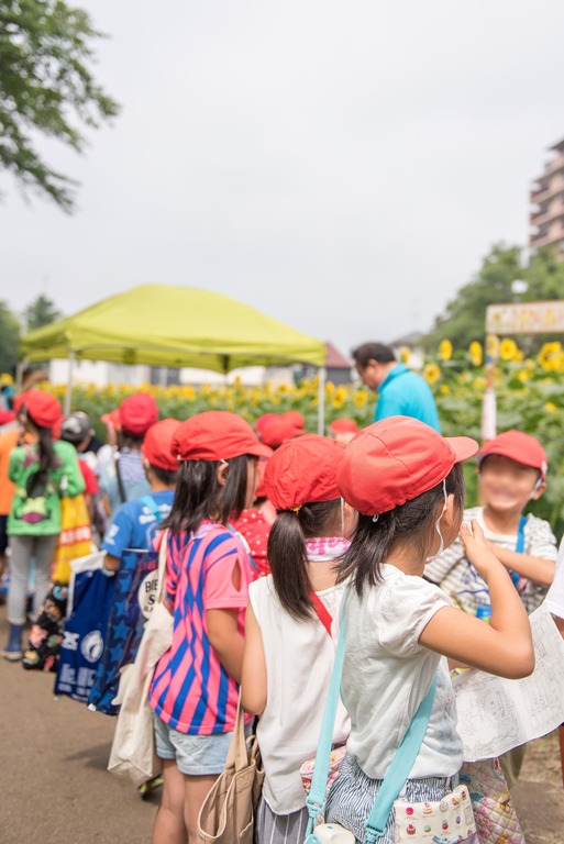 金杉小学校のひまわり畑2016-3