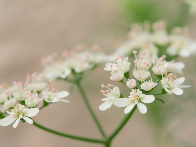 パクチーの花・5月20日②