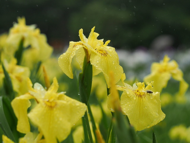 菖蒲の花(黄)