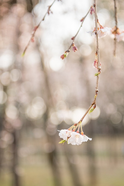 市川真間・弘法寺のしだれ桜‐5