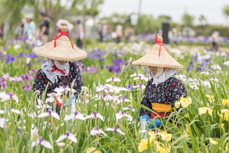 佐原水生植物園・あやめ祭り2016-8