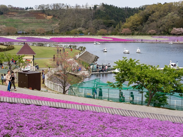 東京ドイツ村|芝桜20150412-11