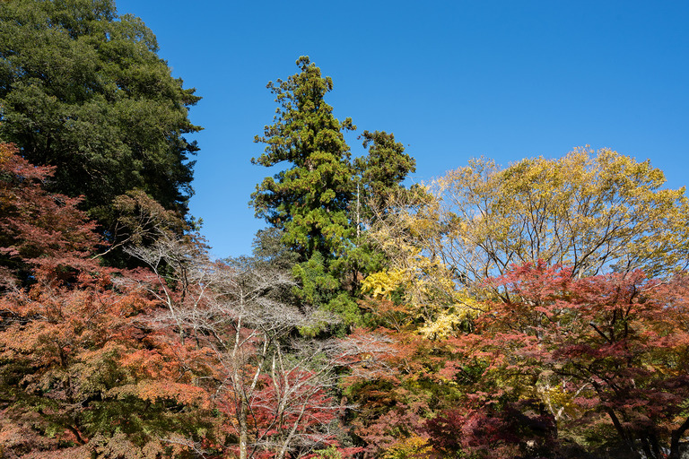 紅葉の高尾山2024年11月25日_42