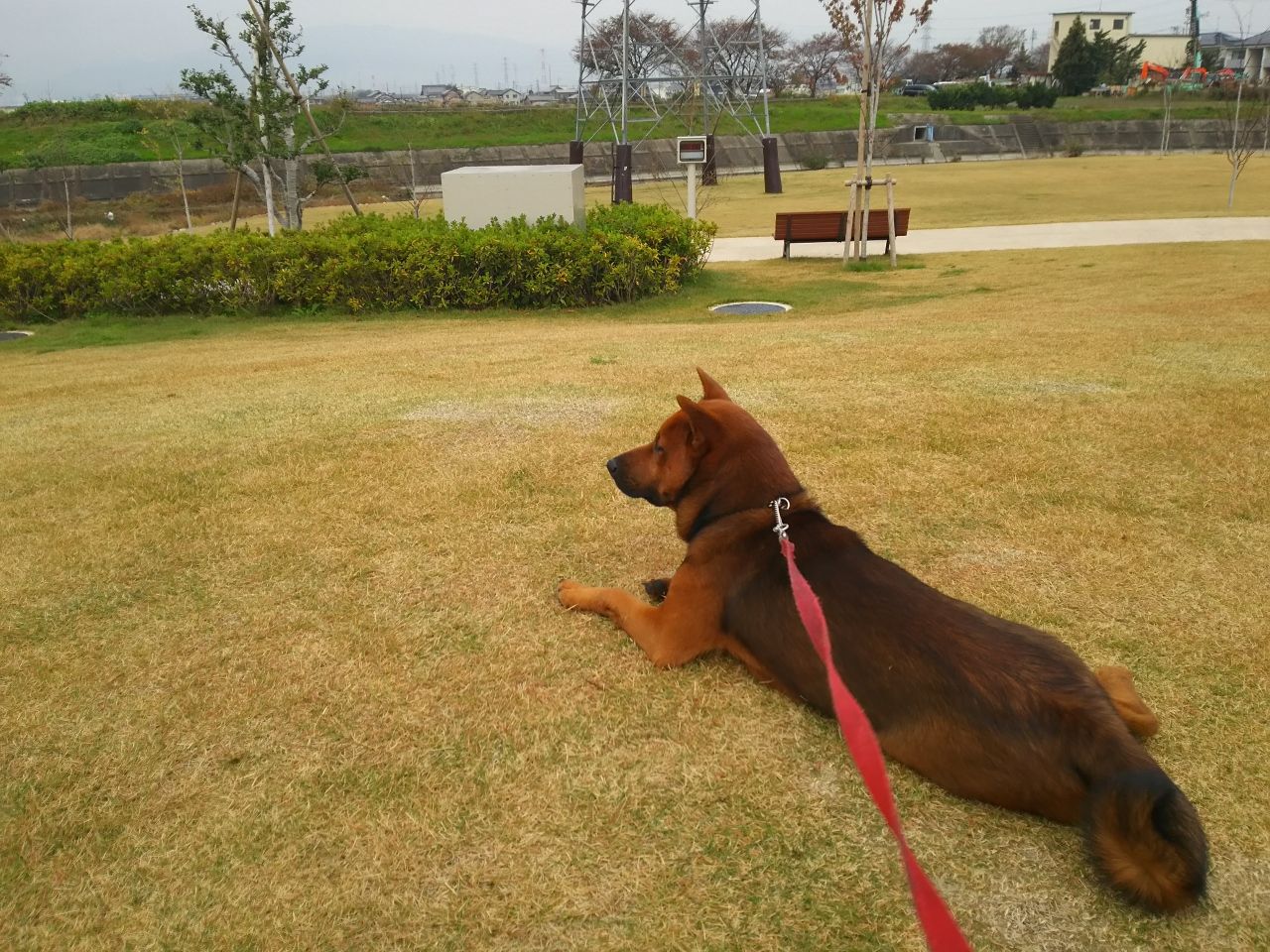 係留ワイヤー切断事件 サスケ 美濃柴犬 の生活 係留ワイヤー切断事件 サスケ 美濃柴犬 の生活