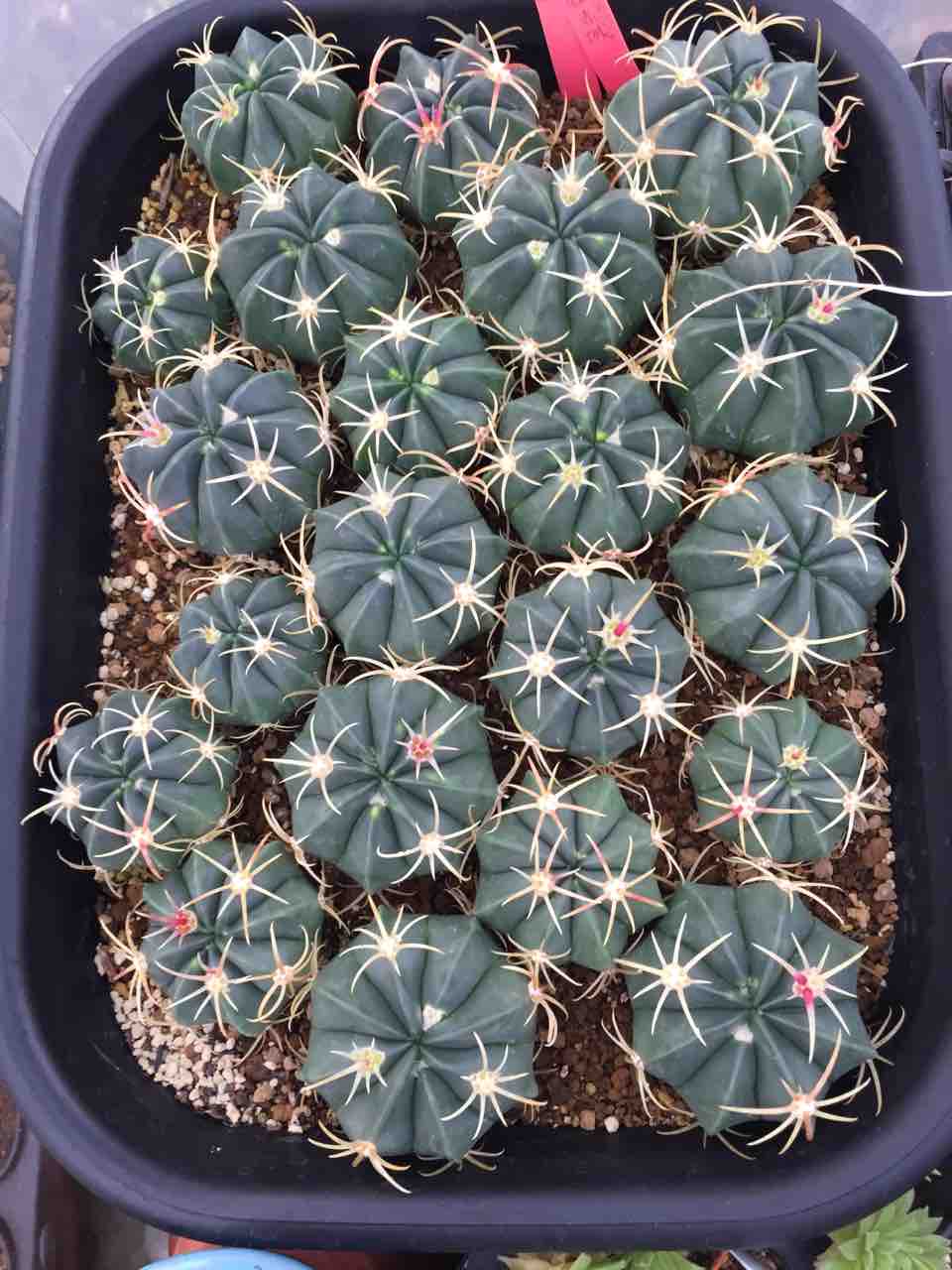 植え替え時期 サボテン趣味人の温室